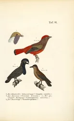 Pájaros cantores exóticos de Sudamérica