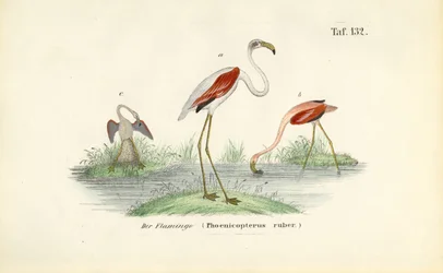 Flamencos en un humedal