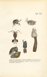Crustáceos de agua dulce y microorganismos con caparazón