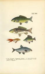 Peces de agua dulce de la familia de las carpas