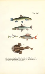 Peces marinos y de agua dulce