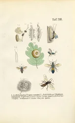 Avispas de las agallas, avispas doradas y sus fases de desarrollo