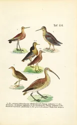 Alcaravanes, Ruff y Curlews