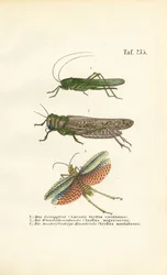 Grillo verde, langosta migratoria y saltamontes alirrojo