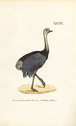 Gran Ñandú