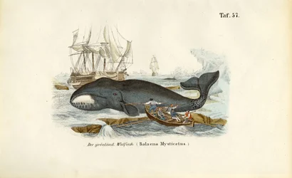 Caza de ballenas en Groenlandia