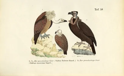 Buitre leonado y buitre negro