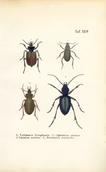 Escarabajos de tierra de las familias Carabidae y Platyninae