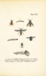 Especies de moscas nocivas y sus larvas