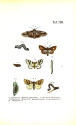 Polillas nocivas y sus fases de desarrollo