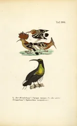 Abubilla y Magnífico Riflebird