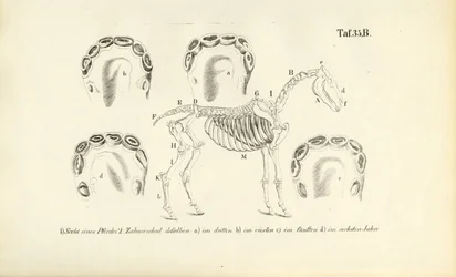 Anatomía del caballo: esqueleto y desarrollo dental