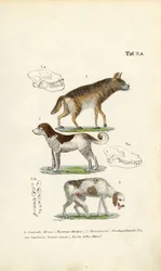 Hiena, perro doméstico y perro viejo con ilustraciones de cráneos