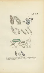 Infusorios: Paramecium, Stentor y otros ciliados