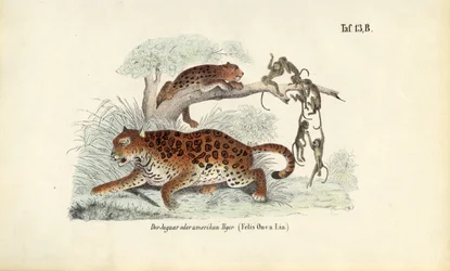 Jaguar y monos