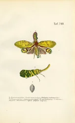 Tábanos y pulgón negro del álamo