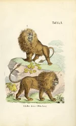 Leones en diferentes posturas