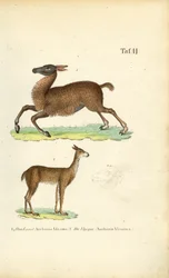 Llama y vicuña