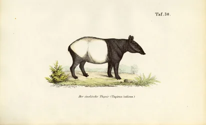 Tapir malayo