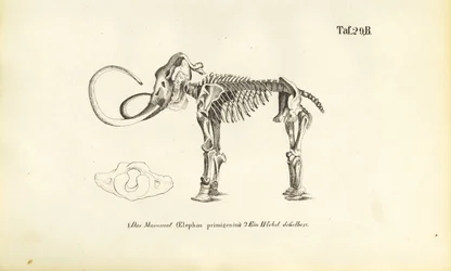 Esqueleto de mamut