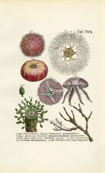 Invertebrados marinos y cnidarios