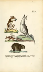 Marsupiales de América y Australia