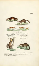 Especie de marta con ilustración del cráneo
