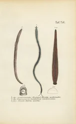Sanguijuela medicinal, lombriz de tierra y nereida