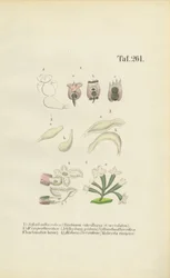 Rotíferos microscópicos: Brachionus, Ichthyidium, Chaetonotus y Melicerta