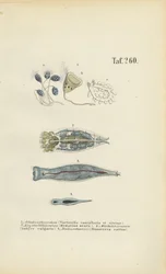 Organismos unicelulares microscópicos: Animálculos de campana, rotíferos y platelmintos
