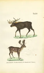 Alces y gamos