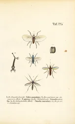 Los mosquitos y sus fases de desarrollo