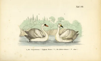 Cisne vulgar y cisne cantor