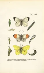 Mariposas autóctonas con sus fases de desarrollo