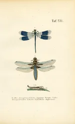 Especies autóctonas de libélulas con desarrollo larvario
