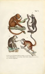 Monos y lémures del Nuevo Mundo