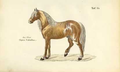 Caballo noble