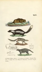 Nutria, Mofeta, Ichneumon y Civeta con ilustraciones de cráneos