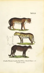 Pantera, jaguar y puma