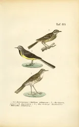 Bisbitas y lavanderas