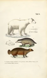 Oso polar, tejón y glotón con detalles anatómicos