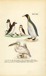 Alca común, frailecillo atlántico, pingüino rey y pelícano