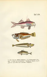 Salmonetes y peces de fondo de las aguas costeras europeas