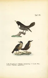 Ouzel anillado y mirlo acuático