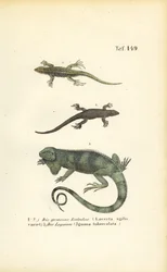 Lagartos de arena e iguana verde