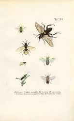 Las moscas de la sierra y sus especies