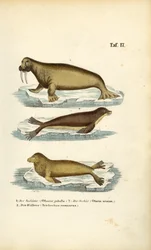 León marino, foca peletera y morsa