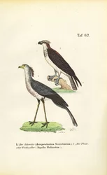 Secretario Pájaro y Águila pescadora