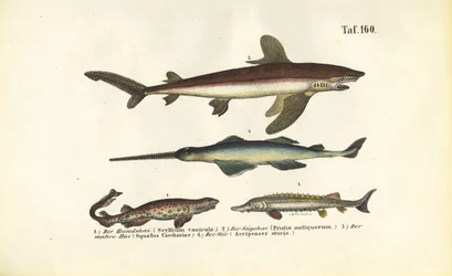 Tiburones y peces similares al esturión