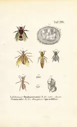 Insectos sociales con etapas de desarrollo